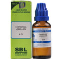 sbl chimaphila umbellata  - 3 CH